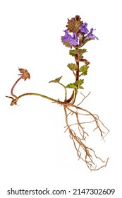 Ganzblauer Efeu-Pflanzen mit Wurzeln und Blumen