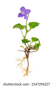 Ganze blaue violette Pflanze mit Wurzeln und Blumen einzeln auf Weiß