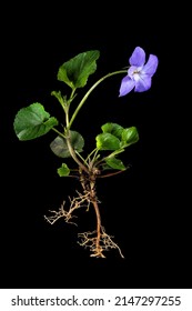 Ganze blaue violette Pflanze mit Wurzeln und Blumen
