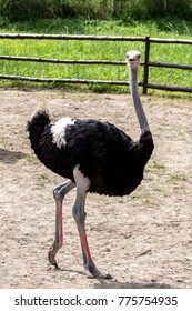 full ostrich