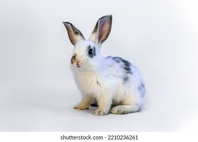 Whole Body Of A White Rabbit Standing In Front Of White Background