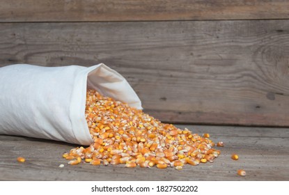 Whole Corn Grains For Animal Feed For Sale In The Forage