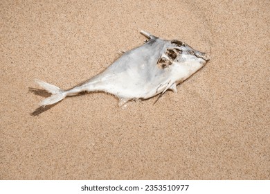 Whole dead fish carcasses washed ashore on the seaside. Rotten decayed organism creature due to water pollution, radioactive radiation, climate change, environmental issues crisis, ecological disaster - Shutterstock ID 2353510977