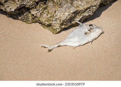 Whole dead fish carcasses washed ashore on the seaside. Rotten decayed organism creature due to water pollution, radioactive radiation, climate change, environmental issues crisis, ecological disaster - Shutterstock ID 2353510979