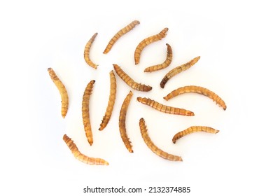 Whole Dried Mealworms Scattered Apart in Top Down or Bird's Eye View Shot with Shallow Depth of Field Isolated on White