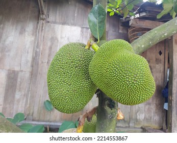 The Whole Fresh Jackfruit or Artocarpus Heterophyllus, Jack Tree. It is Species Of Tree In The fig, mulberry, And breadfruit family Or Moraceae. Fresh Fruit Hanging On The Branch