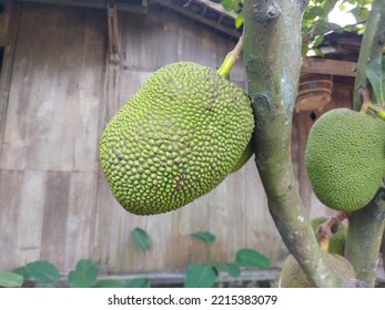 The Whole Fresh Jackfruit or Artocarpus Heterophyllus, Jack Tree. It is Species Of Tree In The fig, mulberry, And breadfruit family Or Moraceae. Fresh Fruit Hanging On The Branch