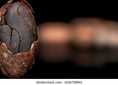 Lot Of Whole Fresh Brown Cocoa Bean Cracked Husk Isolated On Black Glass