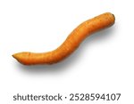  Whole fresh curved carrot  isolated on white background. Ugly vegetable