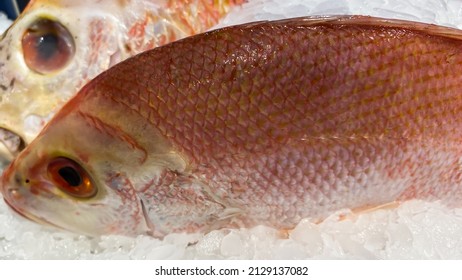 Whole Fresh Red Snapper Isolated On Ice