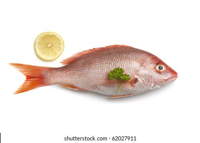 Whole Fresh Red Snapper Isolated On White Background