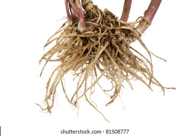 whole fresh root valerian on white background