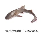 Whole fresh shark isolated on white background