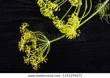 Similar – Image, Stock Photo fennel blossom Food