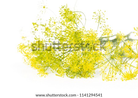 Similar – Image, Stock Photo fennel blossom Food