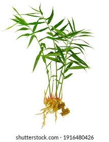 Whole Ginger Plant With Rhizome. 6 - 7 Months Old Plant Isolated On White Background