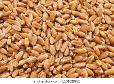 Whole grain of wheat isolated on a white background.
