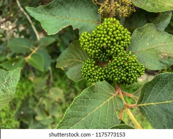 A Whole Green Bud Of Arrowwood Viburnum.