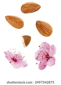 whole and half almonds without shell, almond blossoms