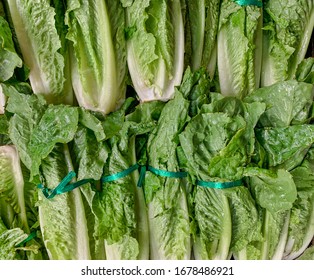 Whole Heads Of Romaine Lettuce On Display At The Grocery Store.