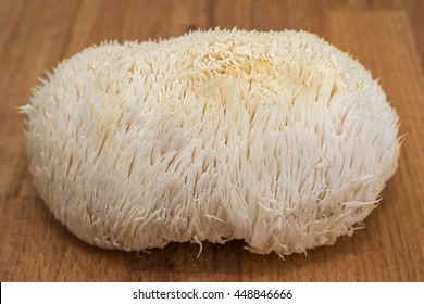Whole lion's mane / bearded tooth / pom pom / hedgehog mushroom 