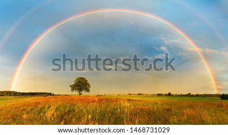 A whole rainbow on a colorful meadow and a beautiful blue sky.