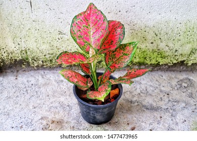 Whole Red Aglaonema Tree Planting In The Flower Pot.