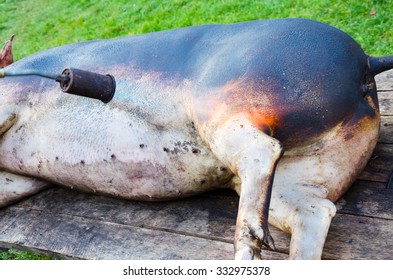 Whole Roasted Pig In The Yard With The Flame From The Gas Bottle