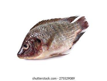 Whole Round Fresh Tilapia Fish On White Background