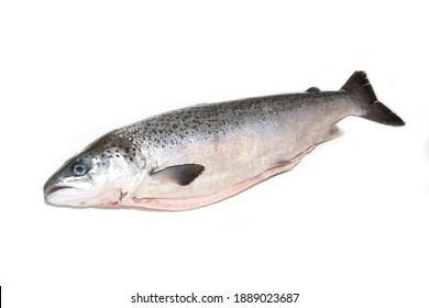 Whole Scottish Salmon Fish (1kg) Isolated On A White Studio Background