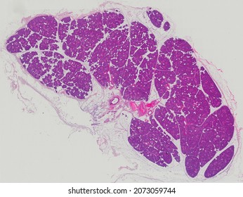 Whole Section Of The Parotid Gland Stained With Hematoxylin And Eosin.