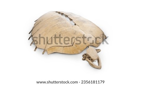 whole shell of turtle isolated in white background