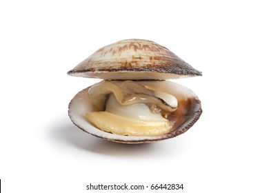 蛤蜊的圖片 庫存照片和向量圖 Shutterstock