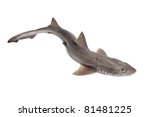 Whole single fresh cat shark isolated on white background