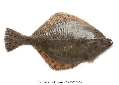 Whole single fresh  European flounder isolated on white background