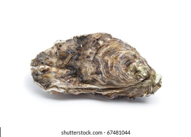Whole single fresh raw oyster isolated on white background