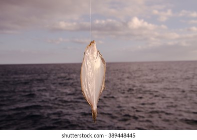 Whole Single Fresh Sole Fish