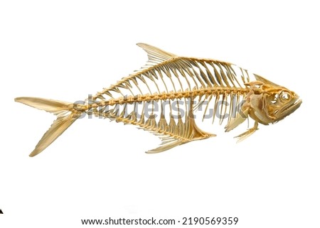 A whole skeleton of cyprinid fish in family Cyprinidae isolated on a white background.