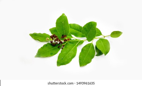 Red Sandalwood Tree High Res Stock Images Shutterstock