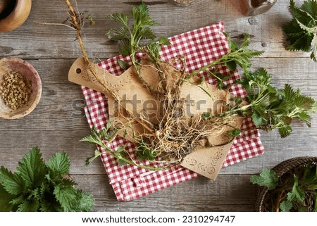 Whole stinging nettle plant with roots collected in spring