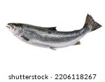 Whole uncut salmon carcass on white background. photos for markets, shops and restaurants. carcass of atlantic salmon. whole salmon carcass on white background. Red fish