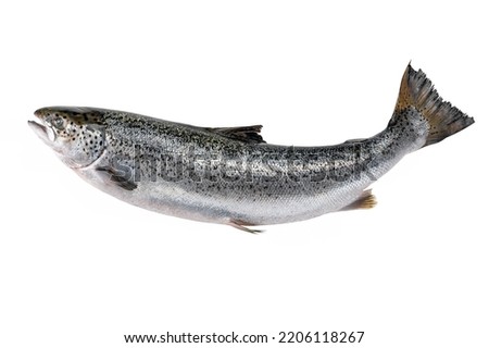 Whole uncut salmon carcass on white background. photos for markets, shops and restaurants. carcass of atlantic salmon. whole salmon carcass on white background. Red fish