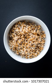 Whole Wheat Sprouts. Fresh Sprouted Wheat Seeds (grains). Raw, Vegan, Vegetarian Healthy Food Concept.
