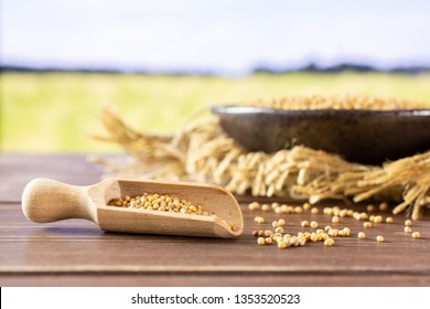 Lot of whole white mustard seeds with wooden scoop on grey ceramic plate on jute cloth with green wheat field in background