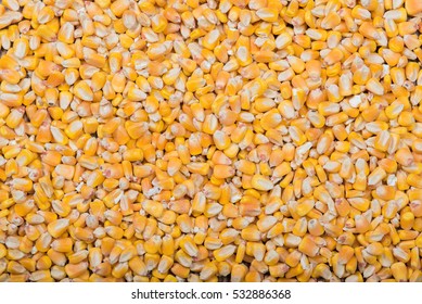 Whole yellow large corn background