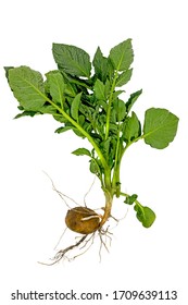 Whole Young Potato Plant With Tuber And Leaves Isolated On White