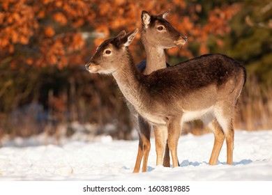 Biche Faon High Res Stock Images Shutterstock