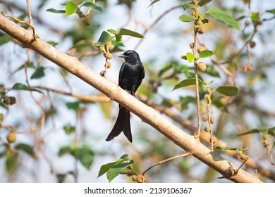 Wholly Black Bird Distinctive Forked Tail Stock Photo 2139106367 Wholly Black Bird Distinctive Forked Tail Stock Photo 2139106367