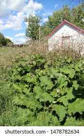 Wholly Burdock, A Large Invasive Species