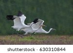 Whooper Family Takeoff - A whooping crane family of two adults and one juvenile get a running start as they prepare for takeoff.
